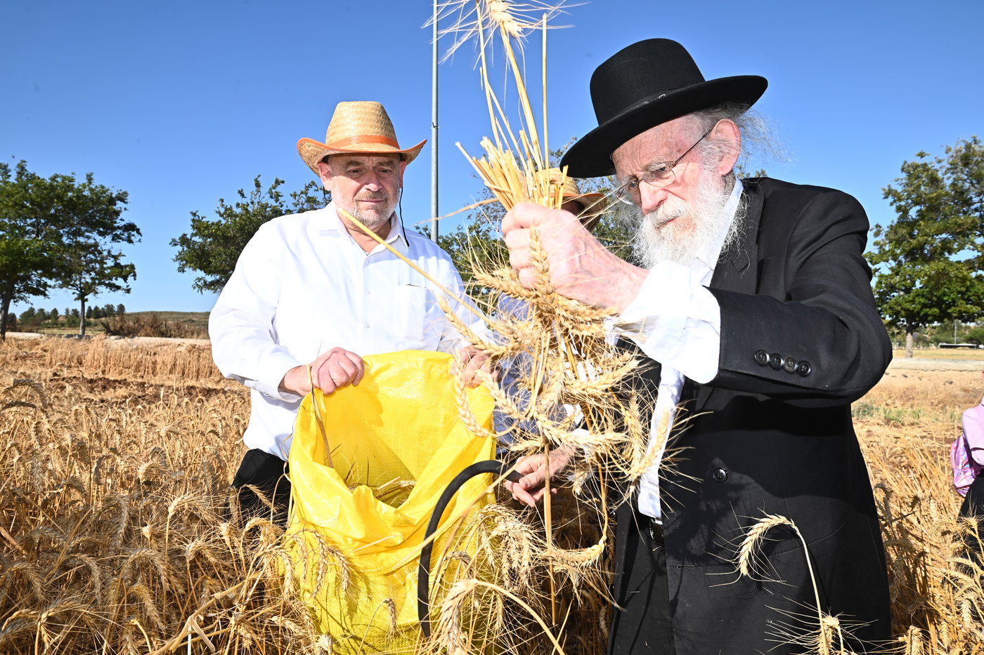 הגרב"ד פוברסקי והגר"ש גלאי בקצירת חיטים