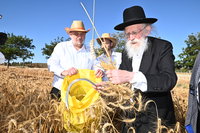 הגרב"ד פוברסקי והגר"ש גלאי בקצירת חיטים