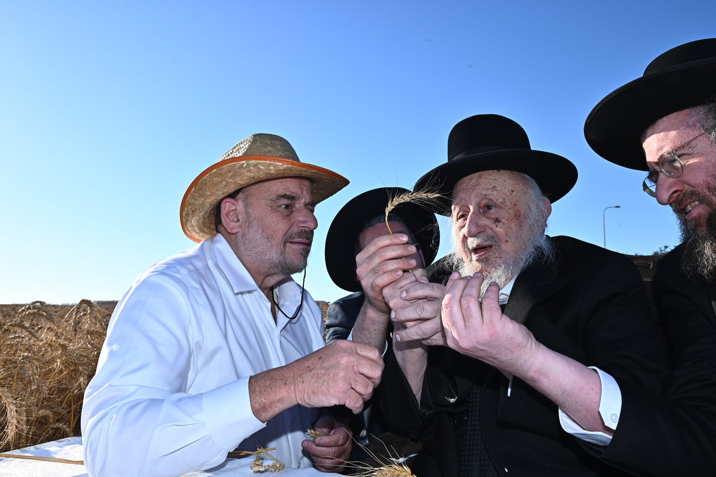 הגרב"ד פוברסקי והגר"ש גלאי בקצירת חיטים