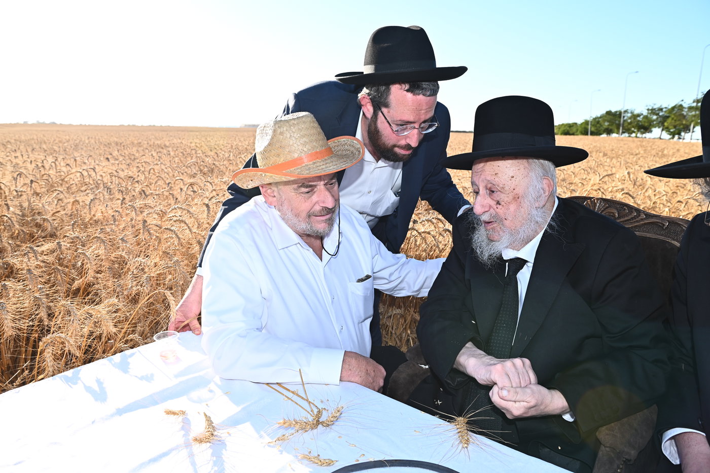 הגרב"ד פוברסקי והגר"ש גלאי בקצירת חיטים