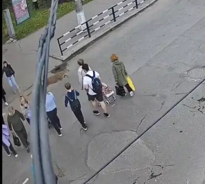 תיעוד ביזארי: חצתה את הכביש - והותקפה על ידי... צבי