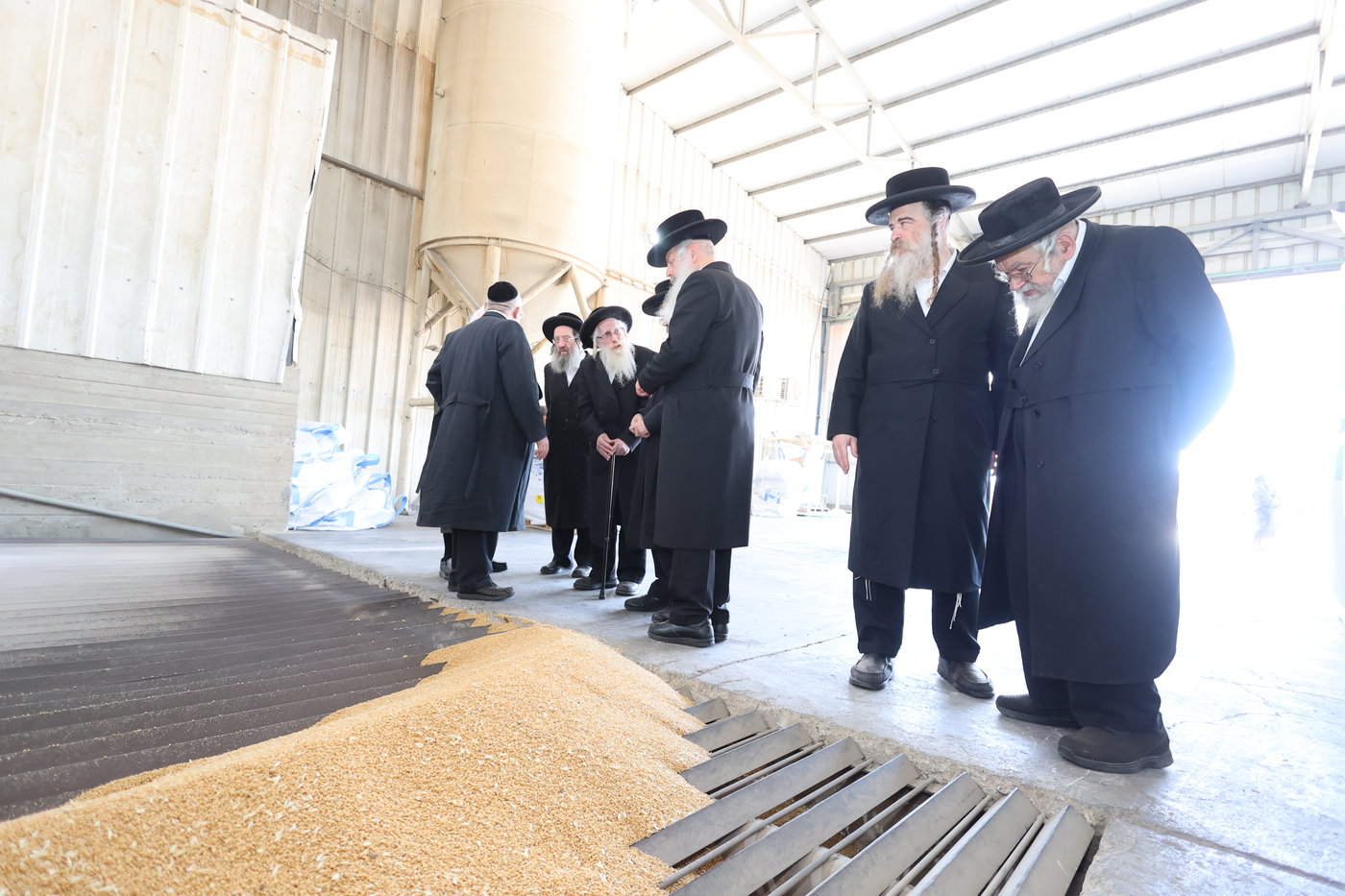 בד"ץ העדה החרדית בקצירת חיטים