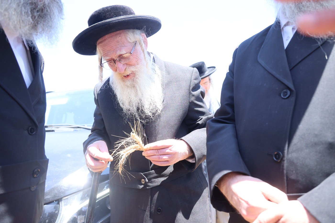 בד"ץ העדה החרדית בקצירת חיטים