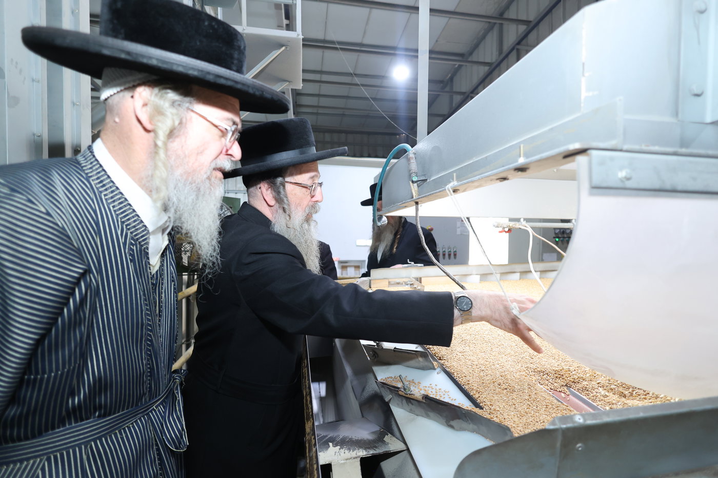 בד"ץ העדה החרדית בקצירת חיטים