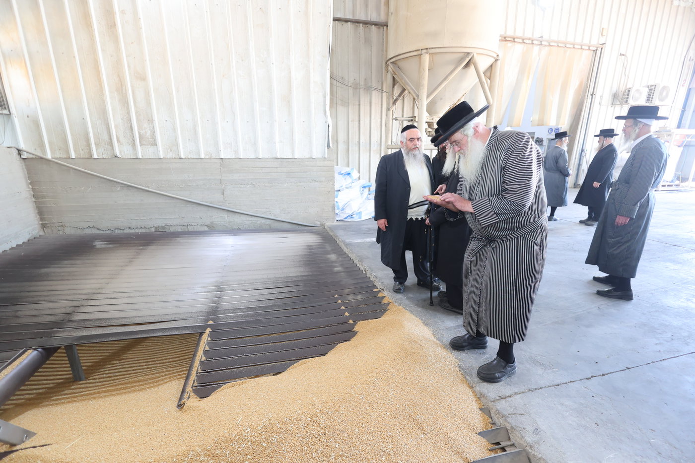 בד"ץ העדה החרדית בקצירת חיטים