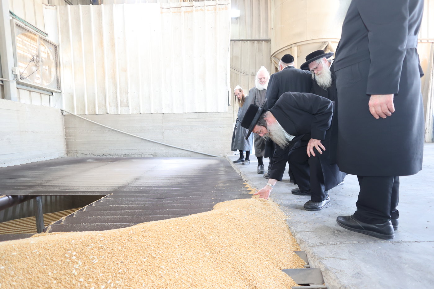 בד"ץ העדה החרדית בקצירת חיטים