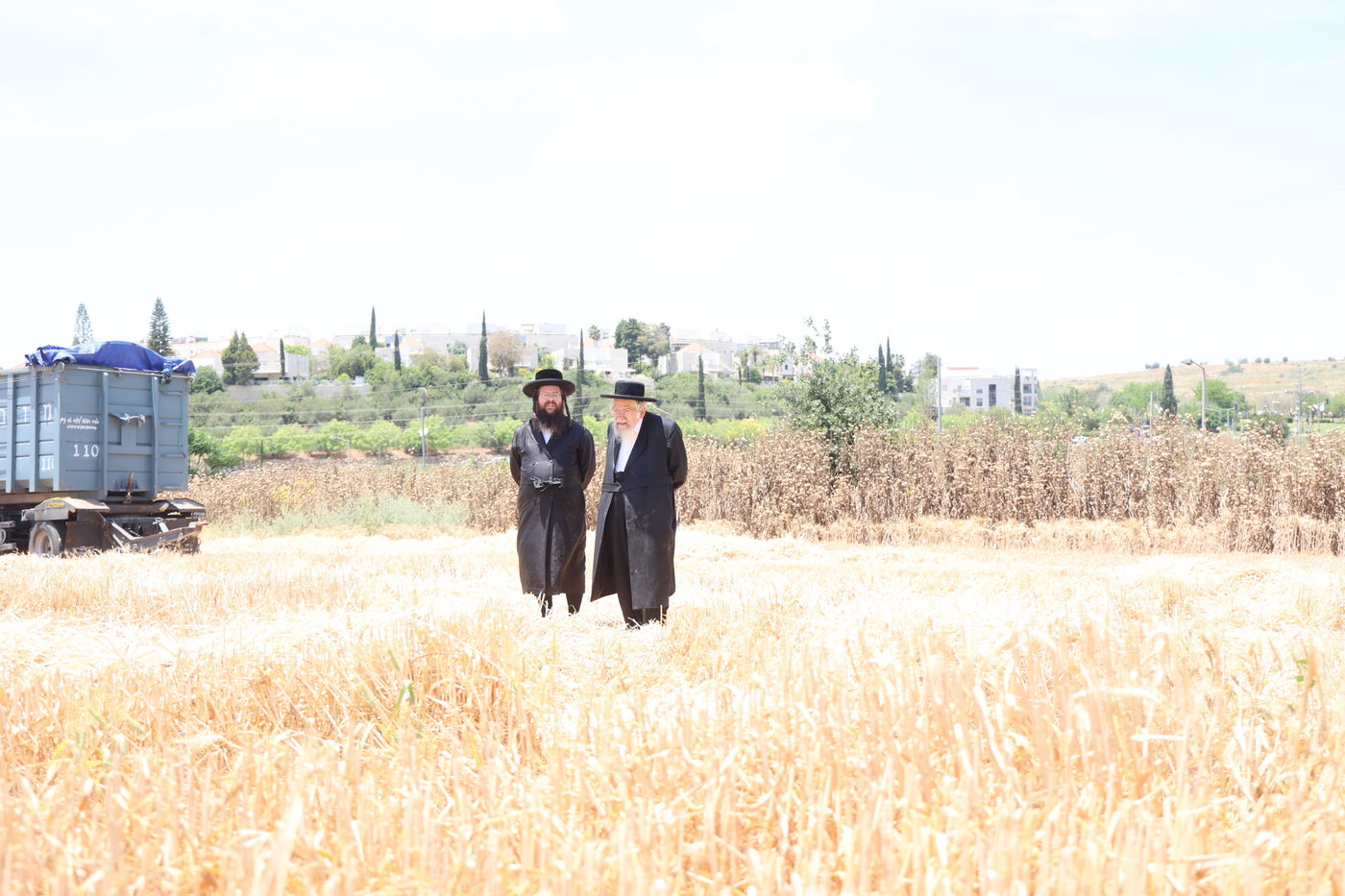 בד"ץ העדה החרדית בקצירת חיטים