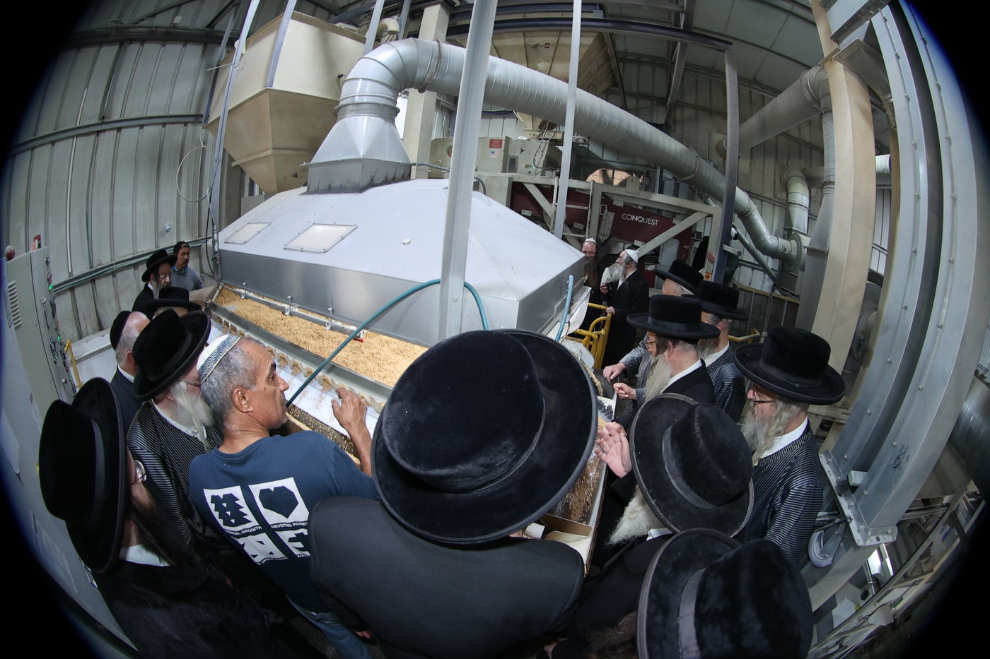 בד"ץ העדה החרדית בקצירת חיטים