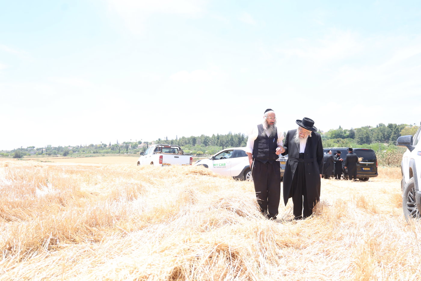 בד"ץ העדה החרדית בקצירת חיטים