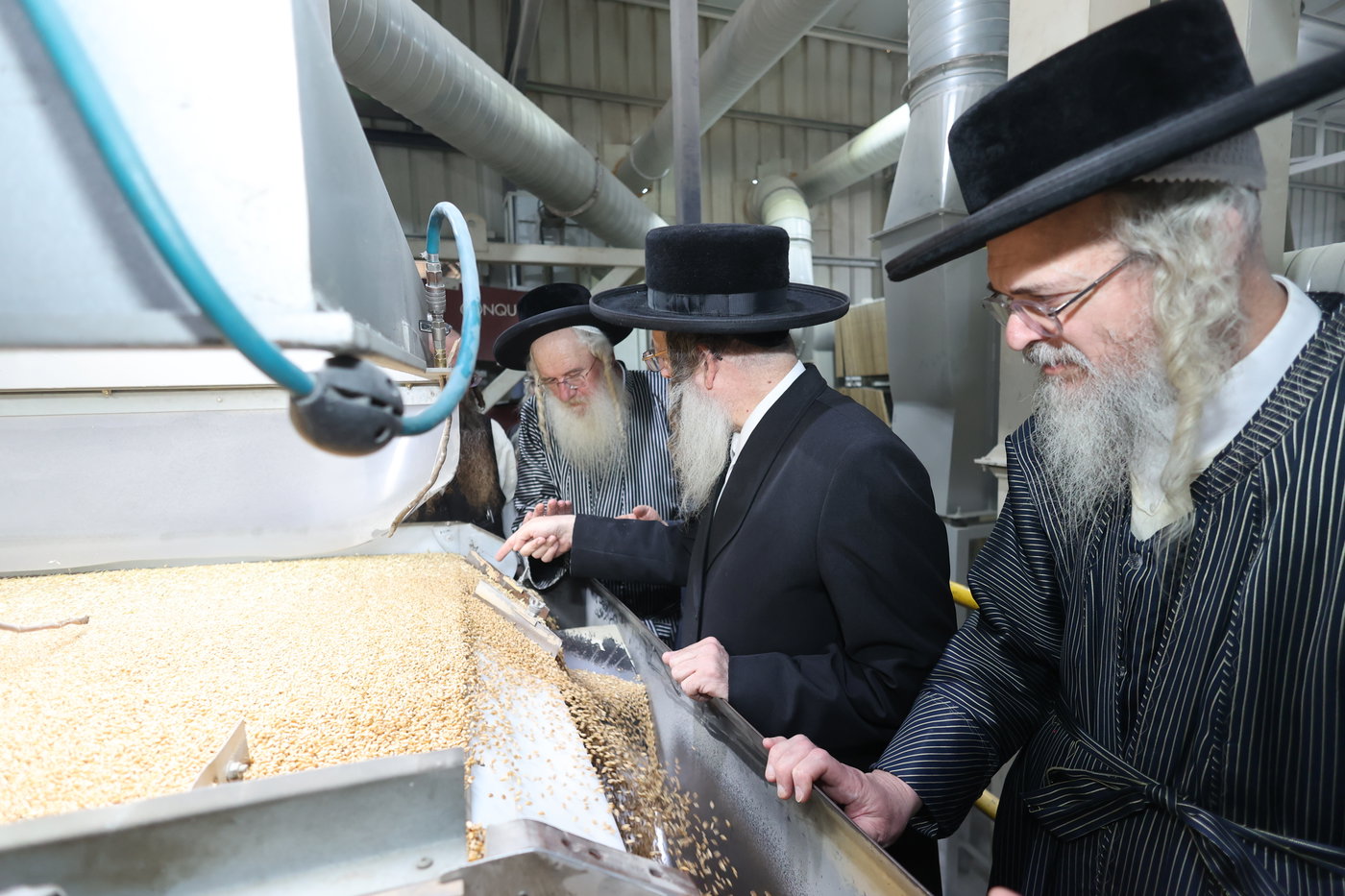 בד"ץ העדה החרדית בקצירת חיטים