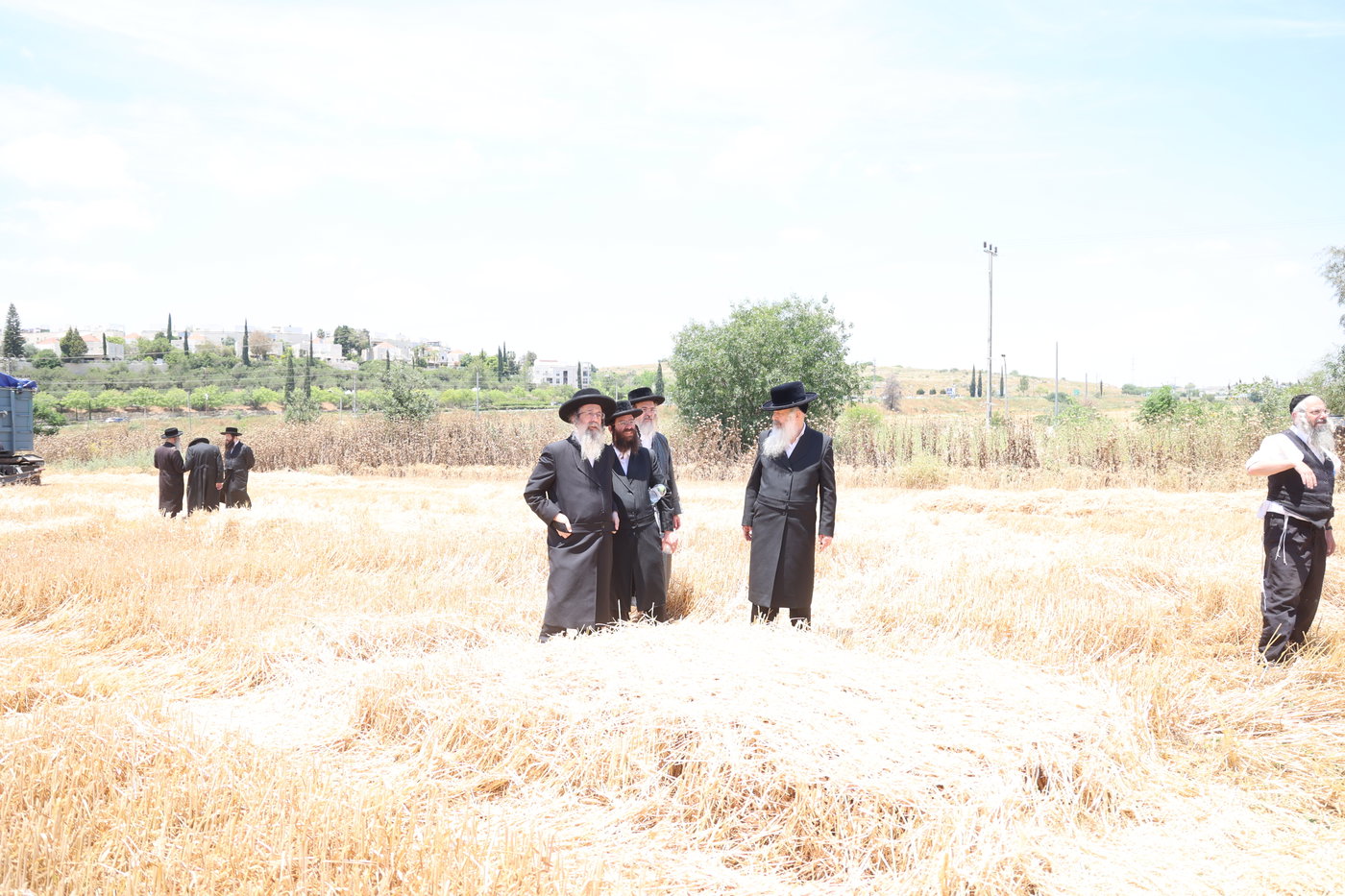 בד"ץ העדה החרדית בקצירת חיטים