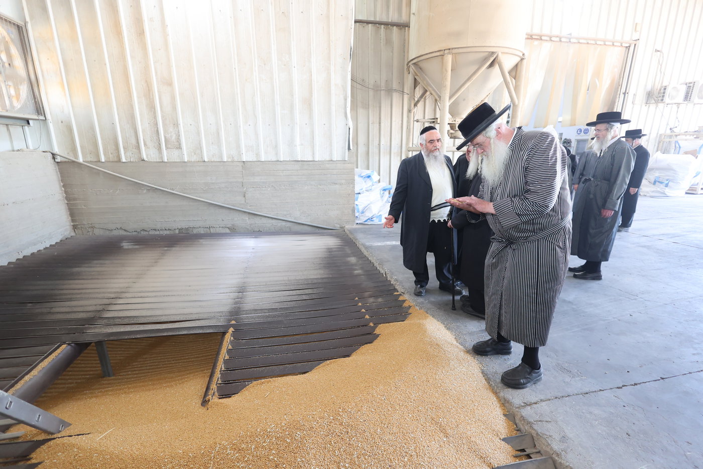 בד"ץ העדה החרדית בקצירת חיטים