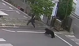 תיעוד חדש מהזירה: דוב שחור רדף במעגלים אחרי העובד המבוהל | צפו