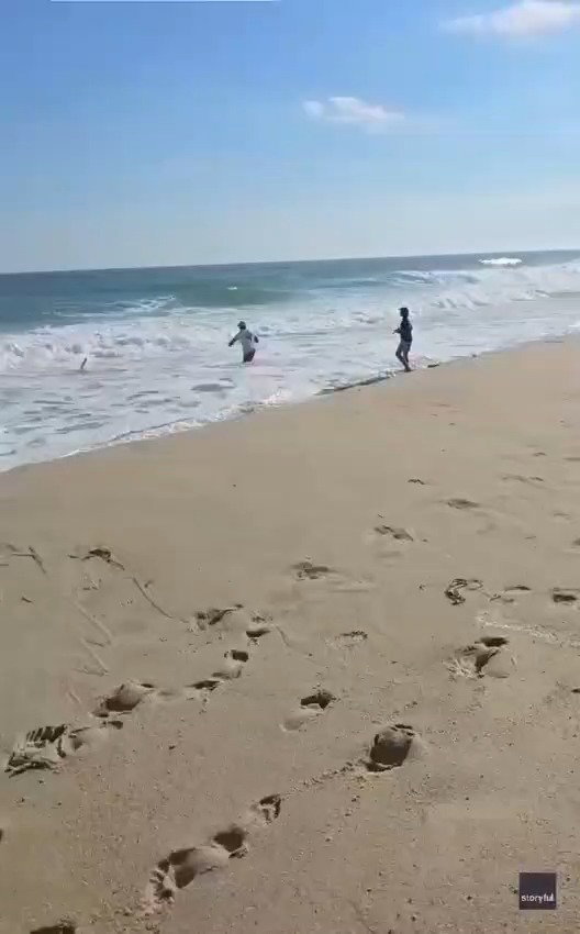 תיעוד תפיסת הכריש בחוף בננטקט שבמסצ’וסטס