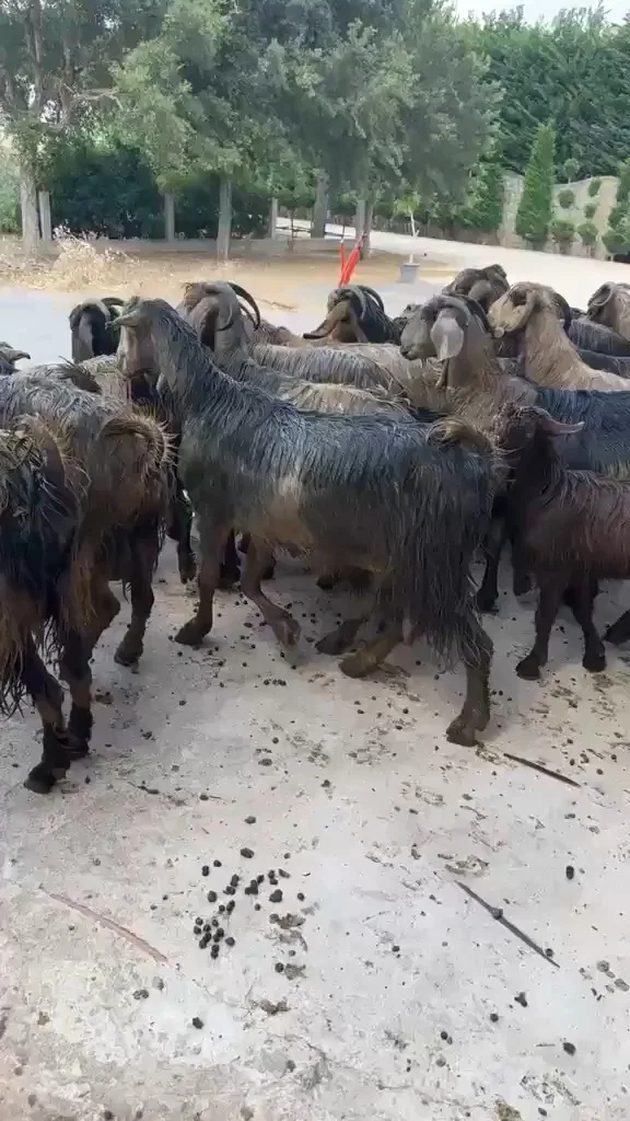 תדהמה בפתח הבית: לבנוני נכנס הביתה ונעמד המום מול מה שראה