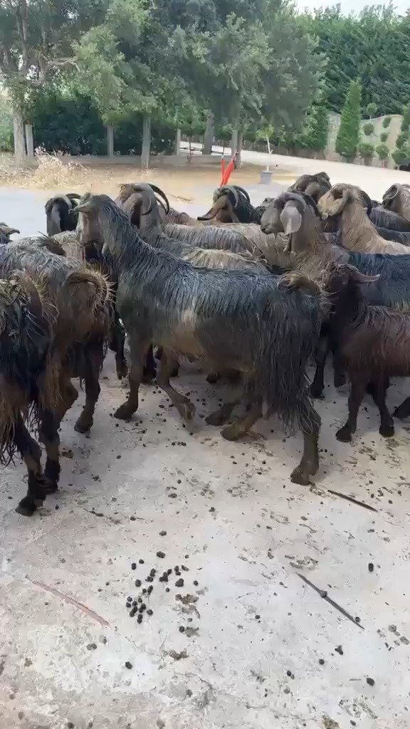 העזים התקשו לצאת - אזרח לבנוני חזר הביתה