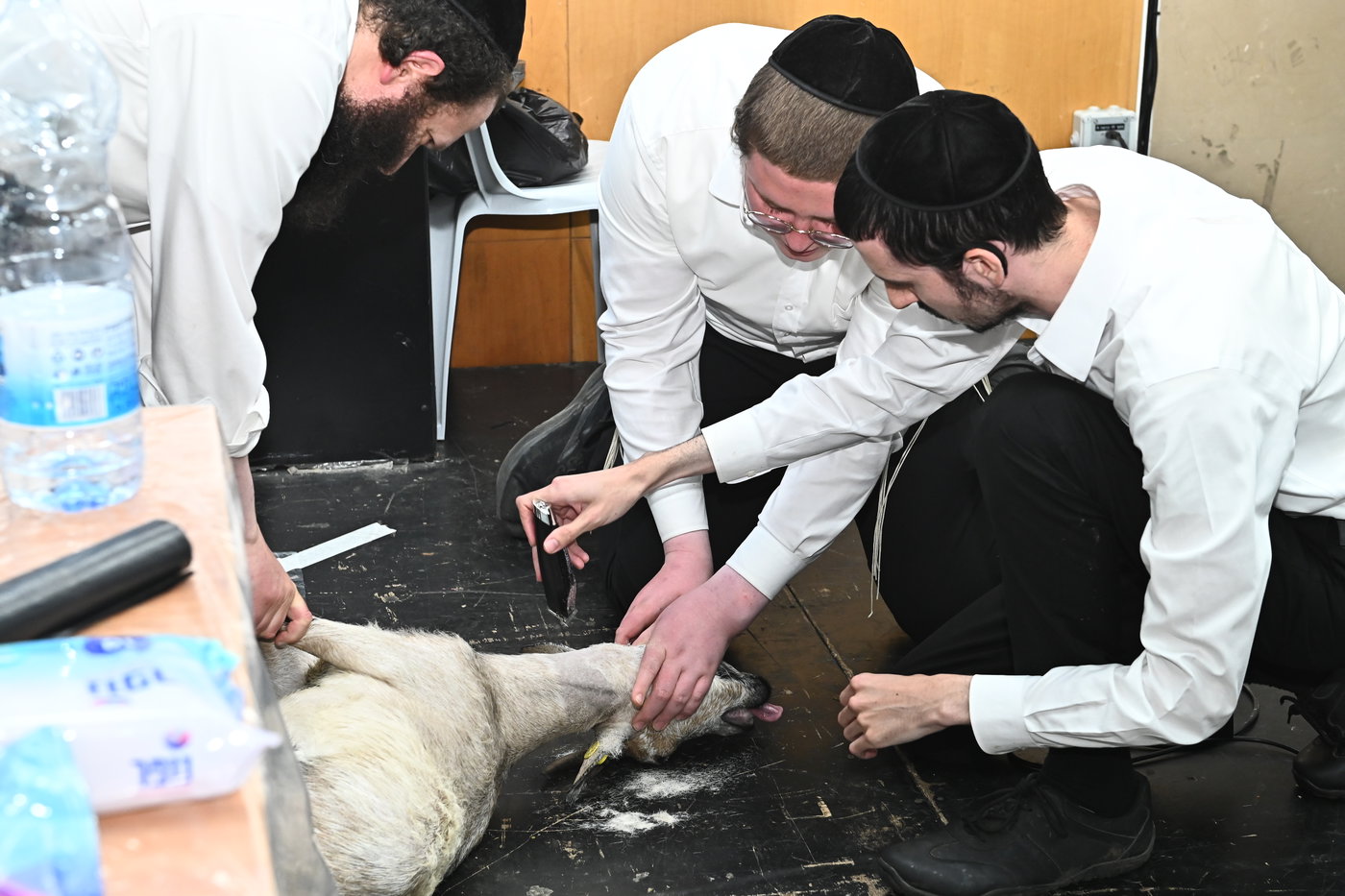 מעמד שחיטת כבש בבני ברק