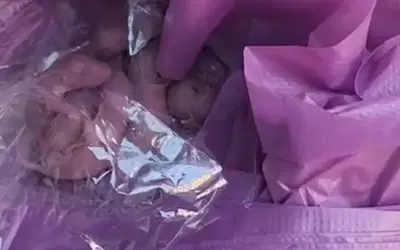 גורי החולדות שנמצאו
