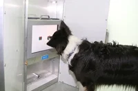 כלב משתמש במסך מגע במהלך אחד המחקרים