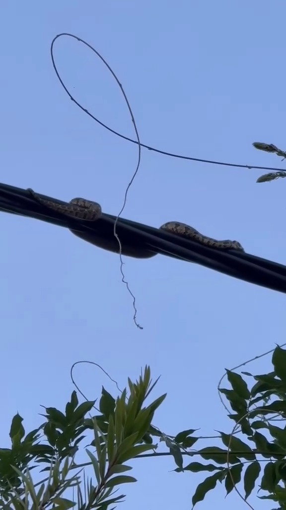 הנחש על כבלי החשמל