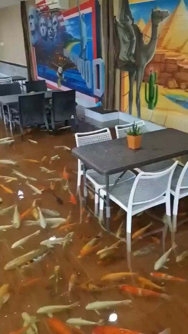 "קפה הדגים המתוקים" בתאילנד