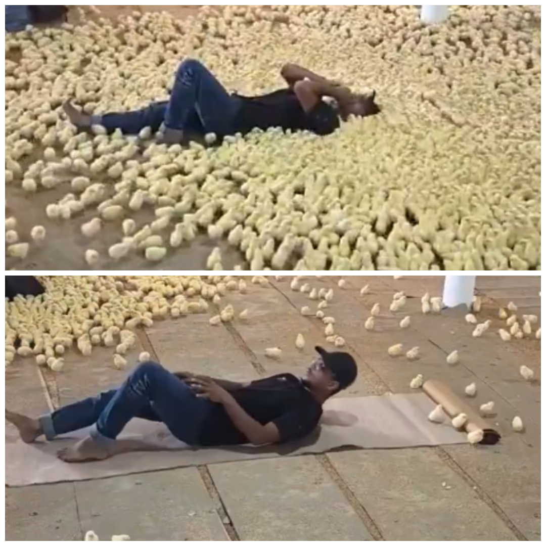 הטבע השתגע? החקלאי שמפקד על נחיל אפרוחים בתיאום מושלם