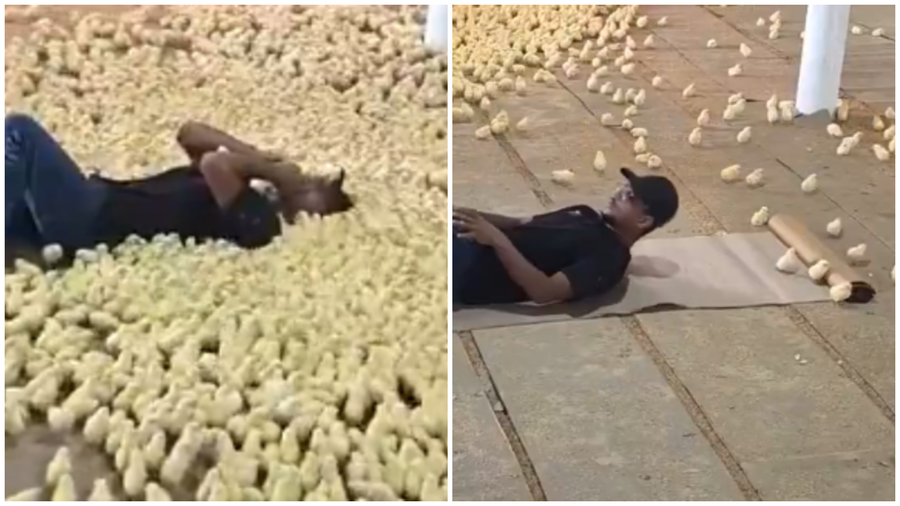 הטבע השתגע? החקלאי שמפקד על נחיל אפרוחים בתיאום מושלם