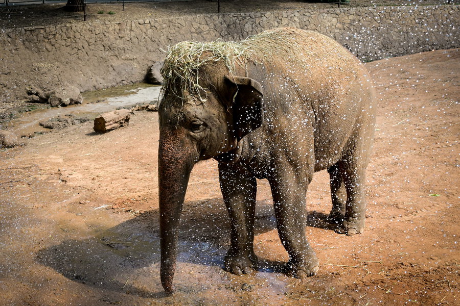 הספארי, אתמול