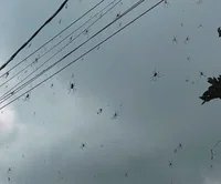 סיוט מחשמל: מאות עכבישים השתלטו על כבל חשמלי ויצרו מחזה אימה
