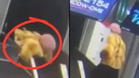 רגע הזוי בשדה התעופה: קשישה נעלמה בתוך מסוע המזוודות | צפו