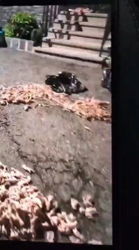 נקמה מזעזעת: עשרות רגלי עופות פוזרו בחצר תושב שחרג מתקנות הקהילה