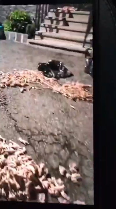 נקמה מזעזעת: עשרות רגלי עופות פוזרו בחצר תושב שחרג מתקנות הקהילה 