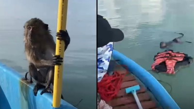 חילוץ יצירתי: קוף מותש ששחה 5 קילומטר ניצל ברגע האחרון | צפו