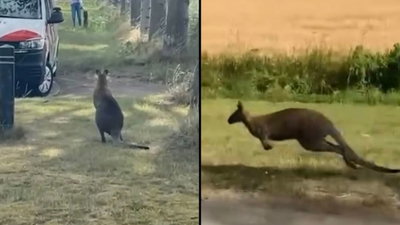 "לא ציפינו לזה": עבריין קופצני שנמלט מביתו הוביל למרדף משטרתי | צפו