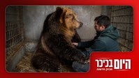 נס: פיגוע סוכל בירושלים | כך הדוב הגיב לבדיקה הוטרנירית • צפו