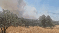 השריפה סמוך לחווה