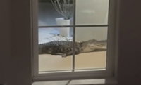 "הוא השמיע נהמות": משפחה בפלורידה התעוררה לתוך סיוט | צפו