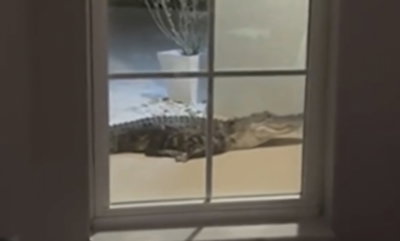 "הוא השמיע נהמות": משפחה בפלורידה התעוררה לתוך סיוט | צפו