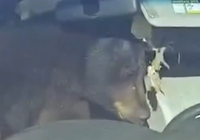 צפר ללא הפסקה: דוב שנלכד ברכב חולל מהומה בכל השכונה | צפו