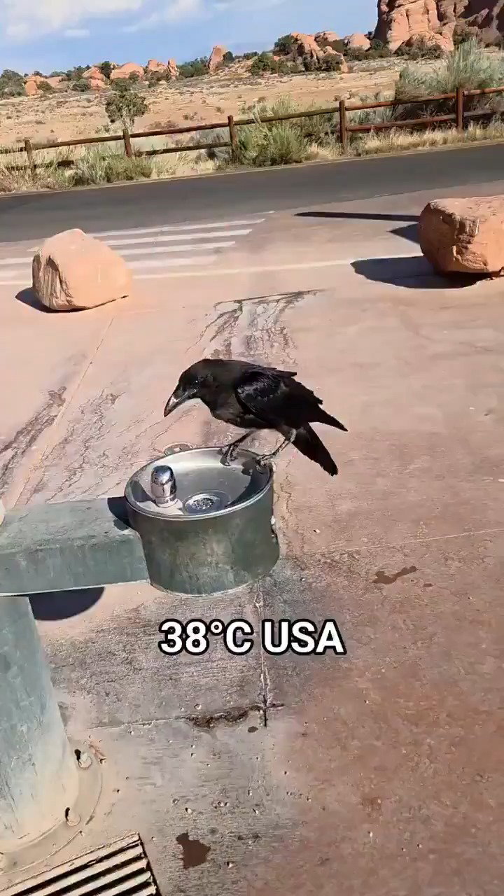 עורב מבקש מים