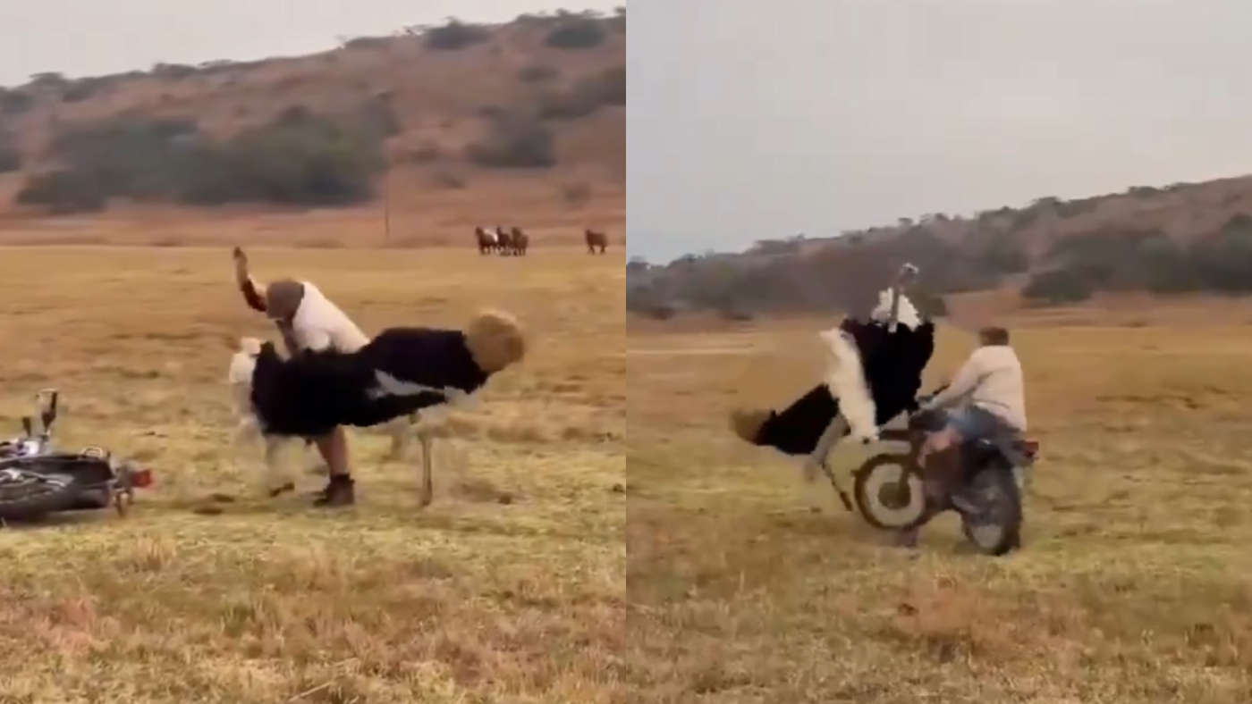 רוכב מתעמת עם היען