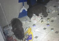נתפסו בשעת מעשה: גורי דובים פרצו לבית ופתחו בסעודה 