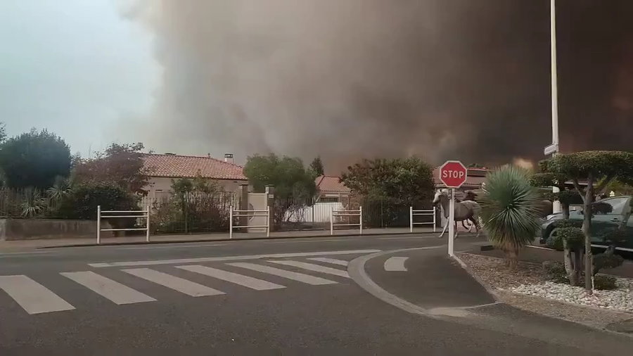 סוסים נמלטים מהשרפה