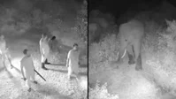 עדר פילים התקרב בחשיכה לכפר: כך נמנע אסון ברגע האחרון | צפו