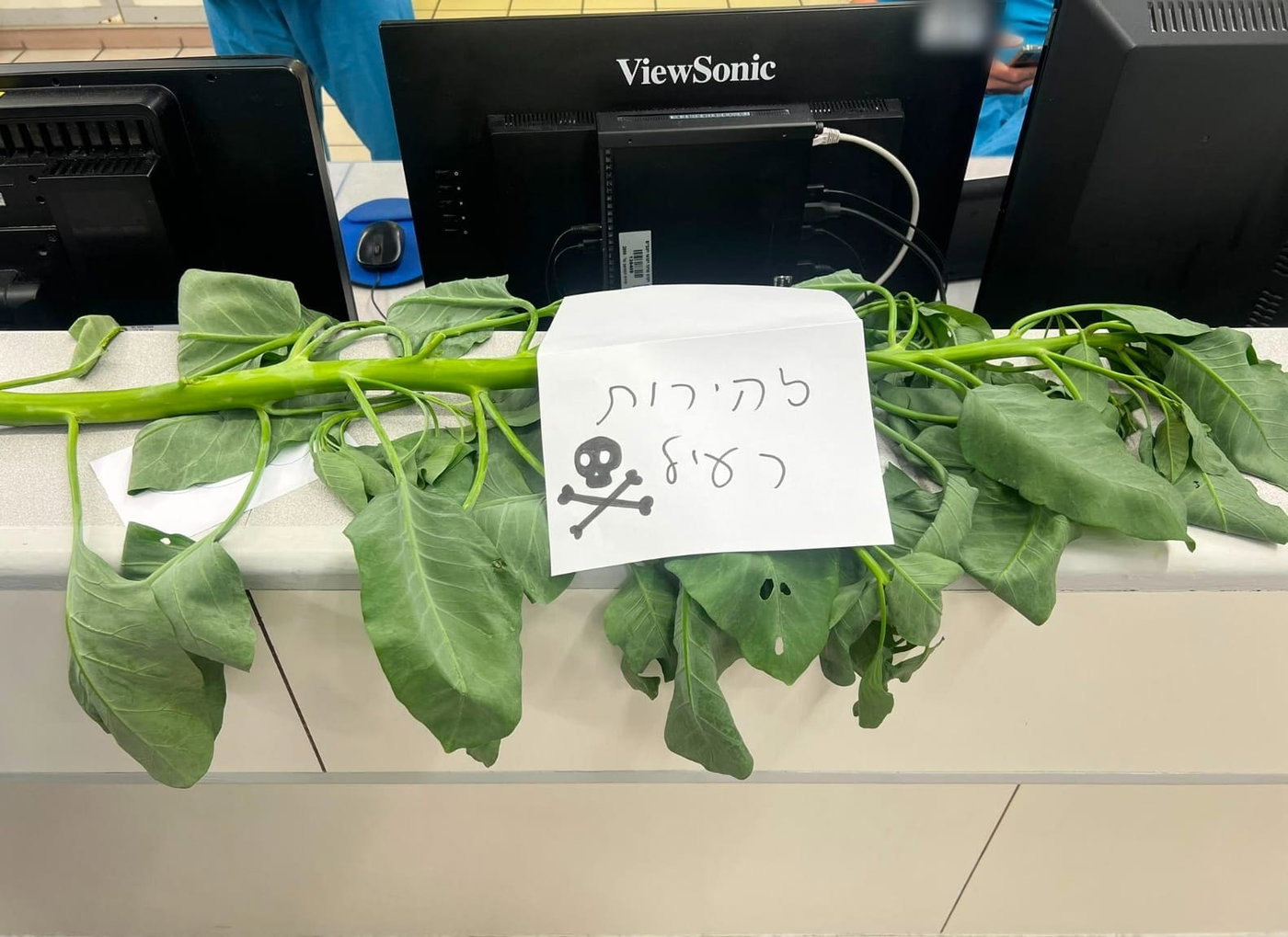 הצמח שהובא לרמב"ם יחד עם המטופלים
