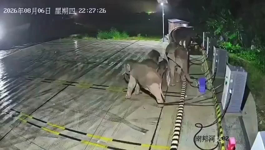 מי שיגע בבן שלי: הפילה סגרה חשבון עם "תוקף" מוזר במיוחד