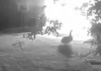 "אנחנו בהלם מוחלט": אווז מחמד הציל את חייה של משפחה שלמה | צפו