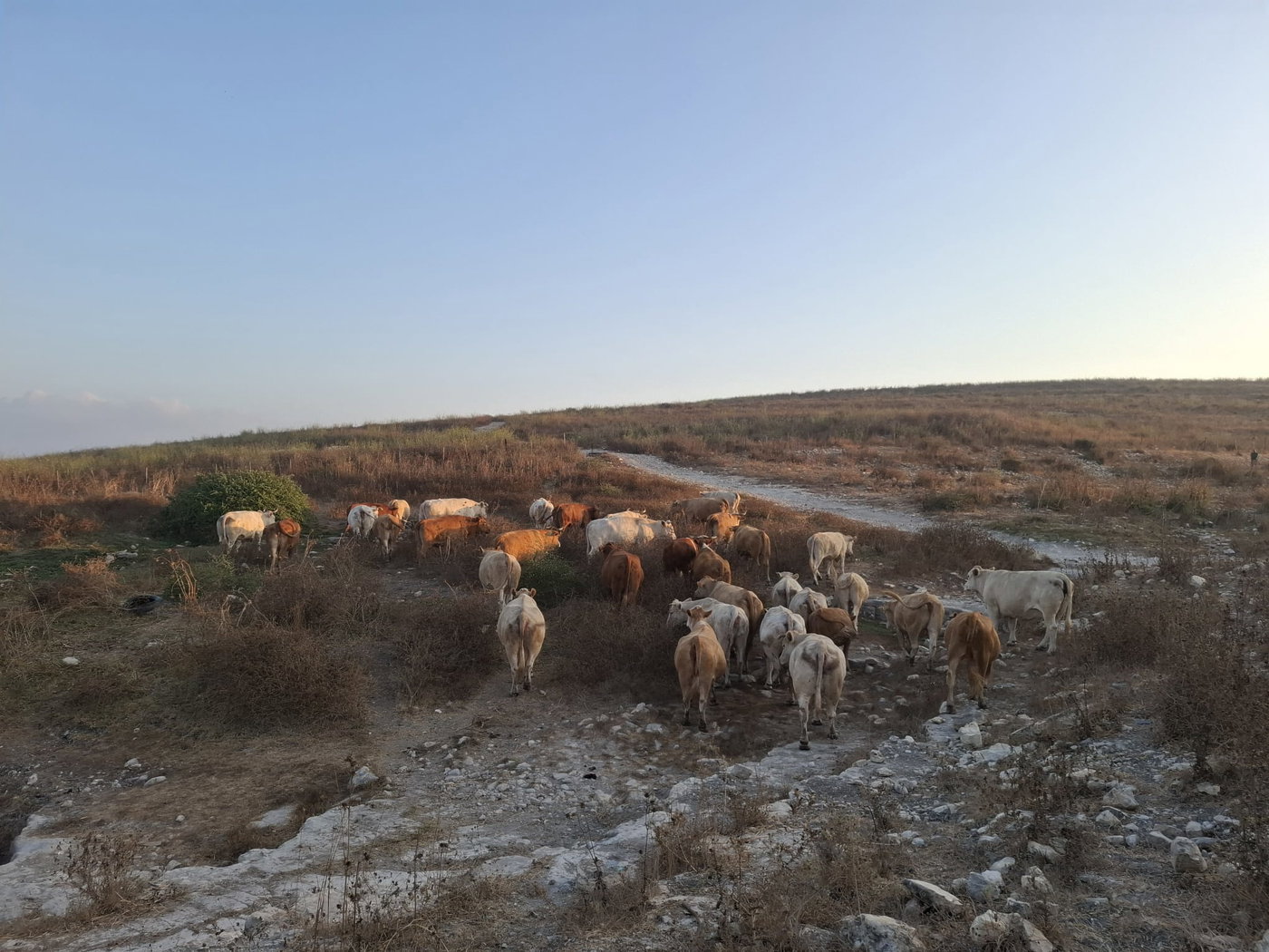 תפיסת עדרי הבקר בשטח אש