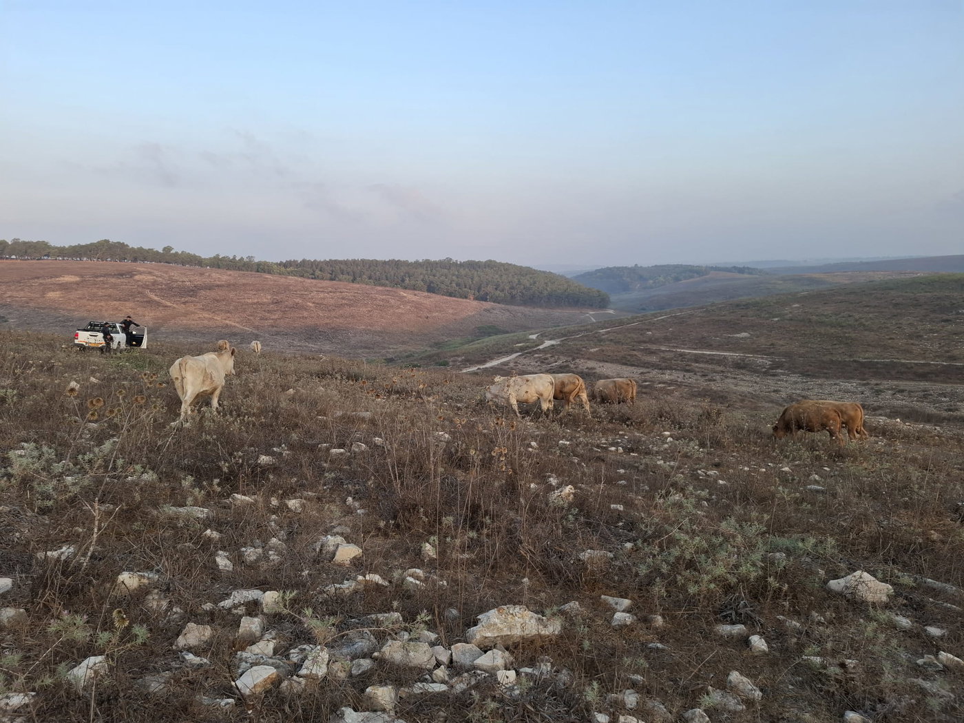 תפיסת עדרי הבקר בשטח אש