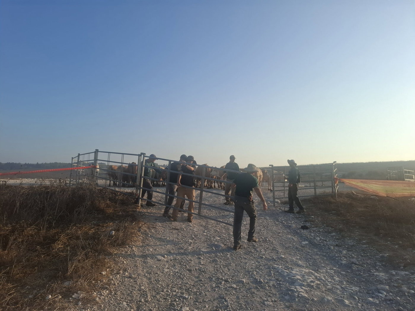 תפיסת עדרי הבקר בשטח אש